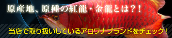 アジアアロワナ取扱いブランド