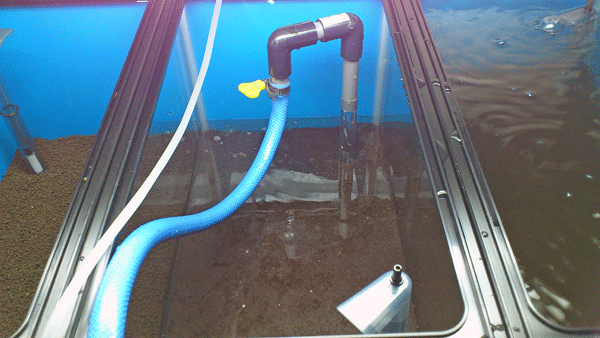 シラクラのレッドビーシュリンプ水槽セット法、注水