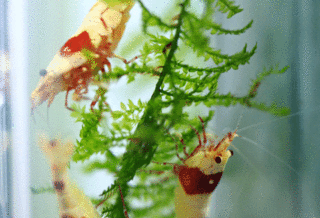 mosu2.gif