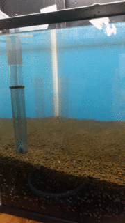nigori.gif