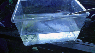 purake1.gif