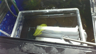 purake2.gif